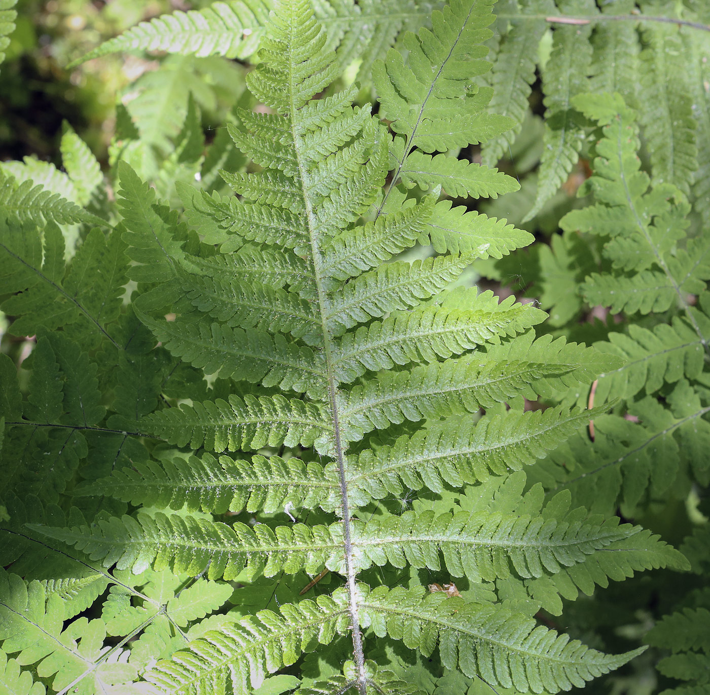 Image of Phegopteris connectilis specimen.
