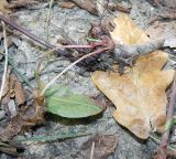 Rumex sanguineus