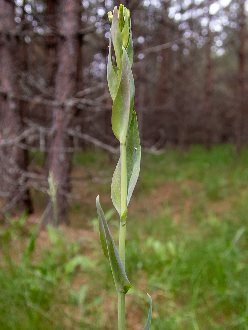 Image of Turritis glabra specimen.