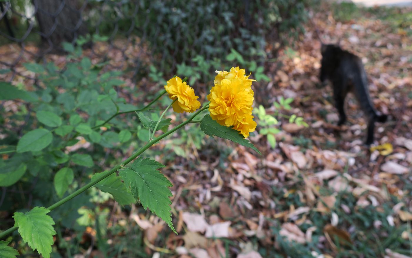 Image of Kerria japonica var. pleniflora specimen.