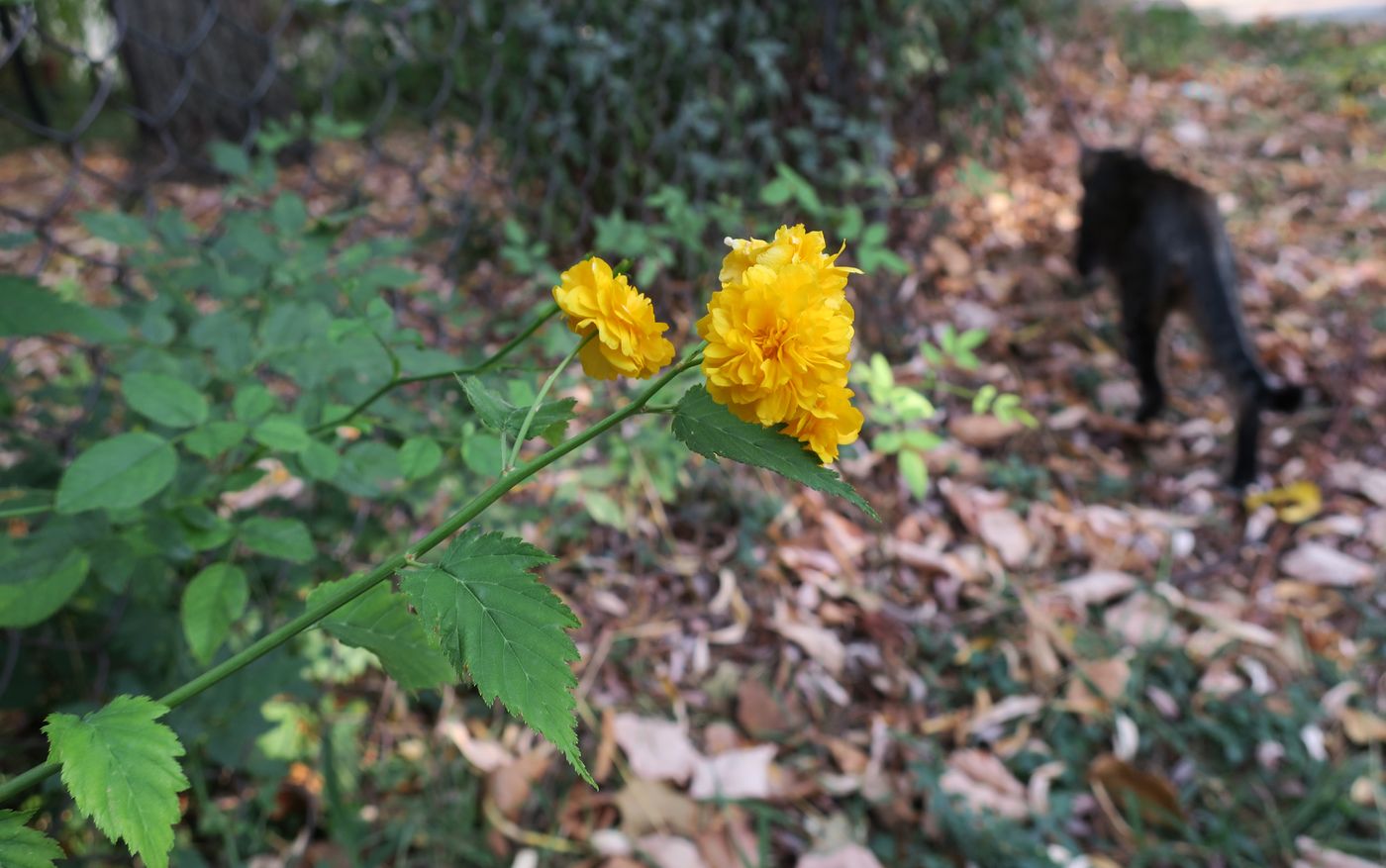 Изображение особи Kerria japonica var. pleniflora.