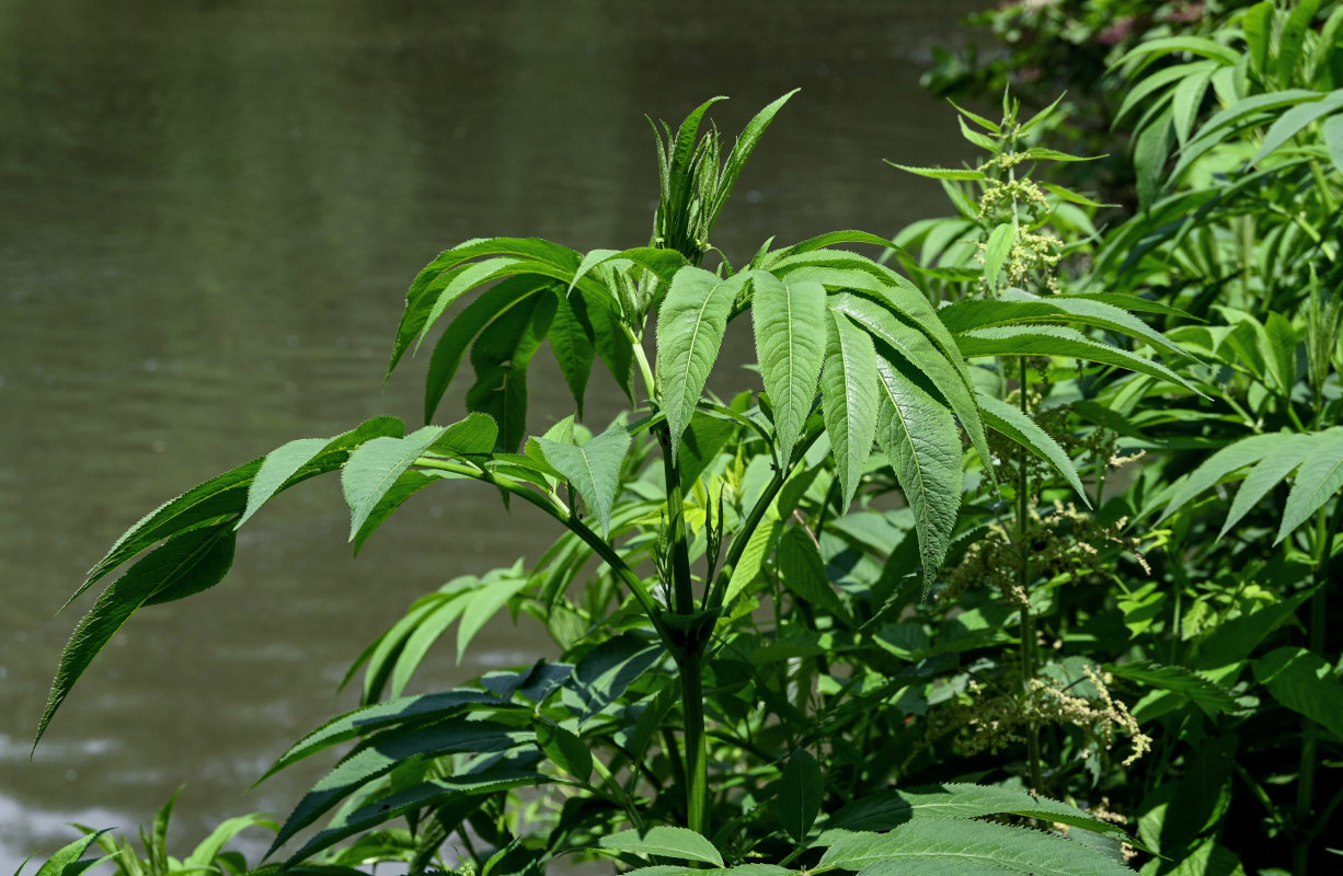 Изображение особи Sambucus ebulus.