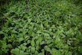 Convallaria majalis. Цветущие растения в сообществе с Lathyrus gmelinii. Красноярский край, Берёзовский р-н, национальный парк \"Красноярские Столбы\", Центральные Столбы, опушка смешанного леса. 05.06.2022.