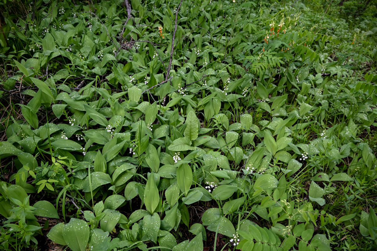 Изображение особи Convallaria majalis.