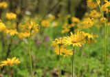 Doronicum orientale