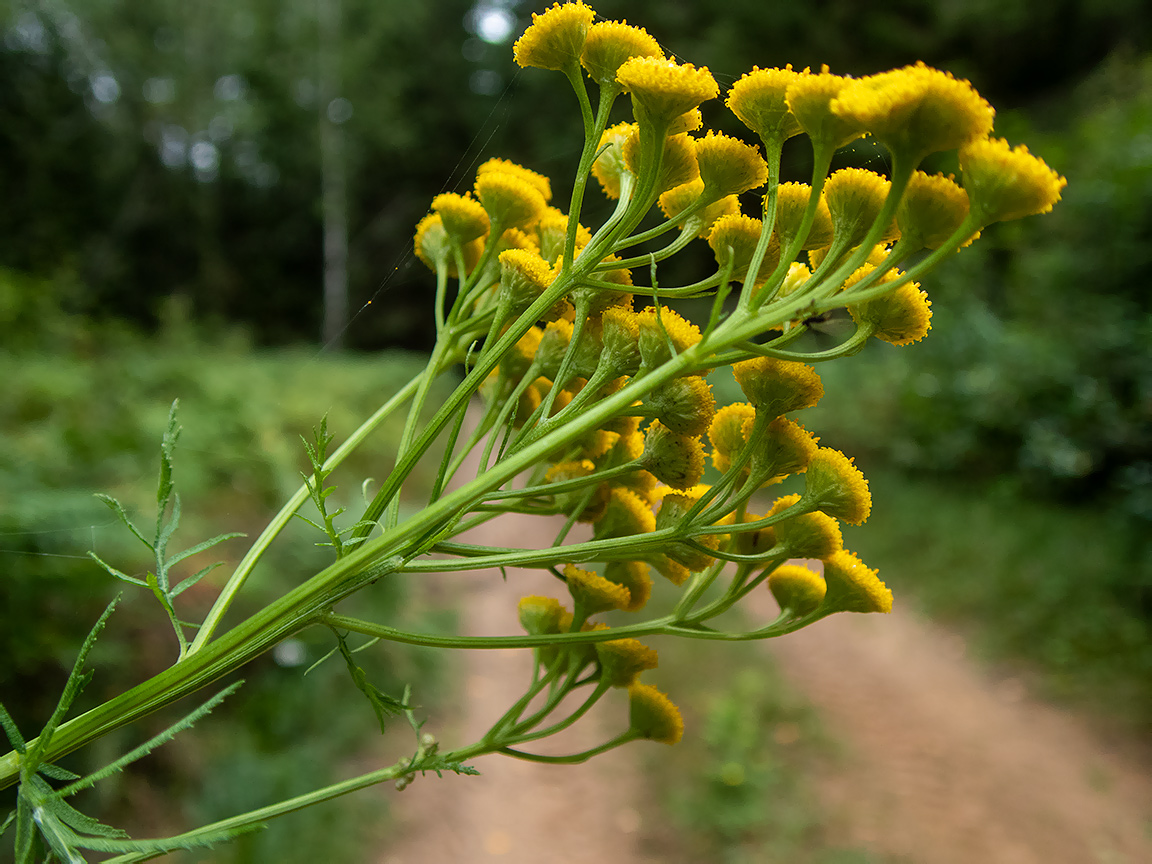 Изображение особи Tanacetum vulgare.