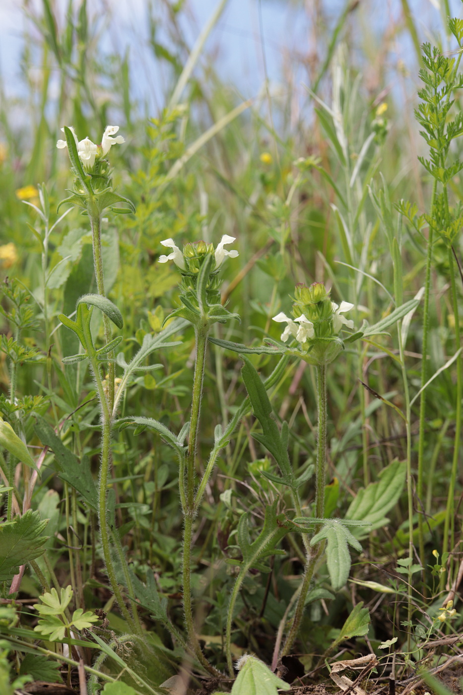 Image of Prunella laciniata specimen.