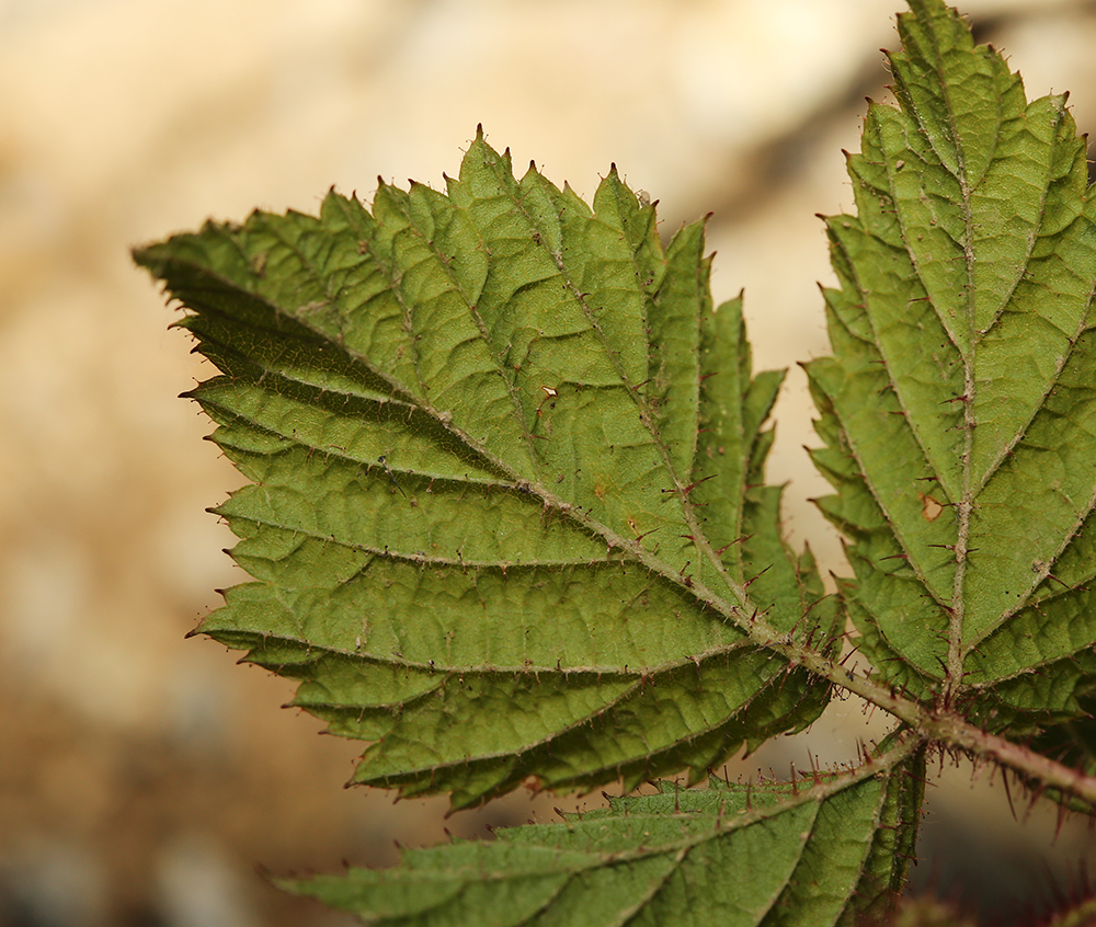 Image of Rubus komarovii specimen.