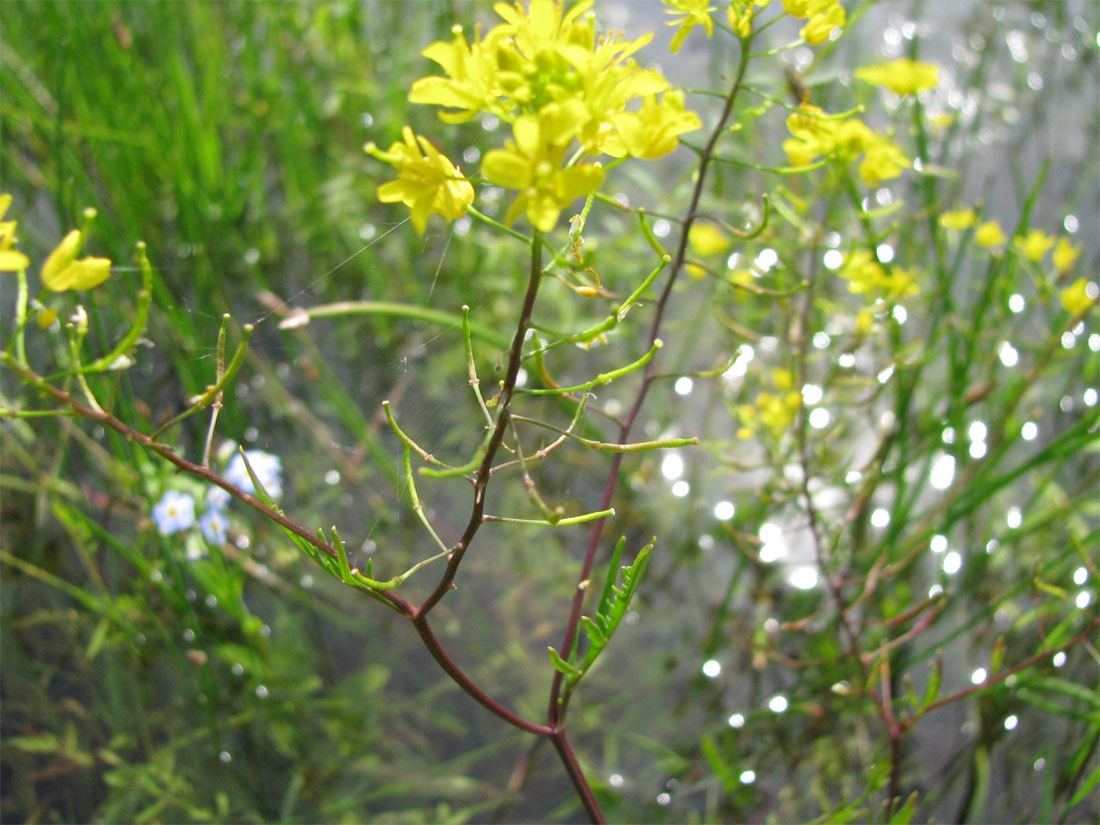 Image of Rorippa sylvestris specimen.