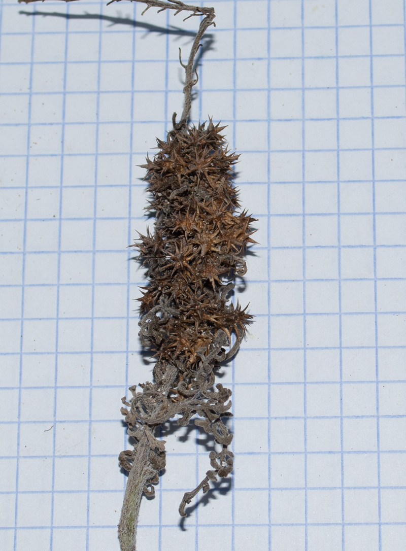 Image of Ambrosia chamissonis specimen.