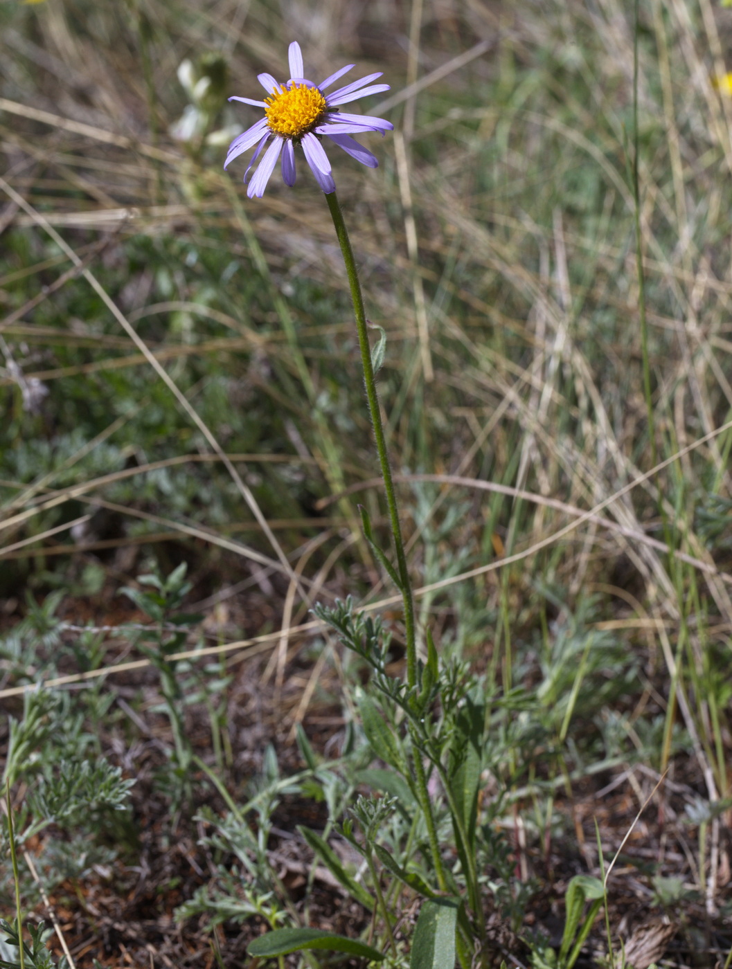 Изображение особи Aster alpinus.