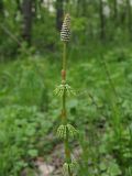 Equisetum sylvaticum