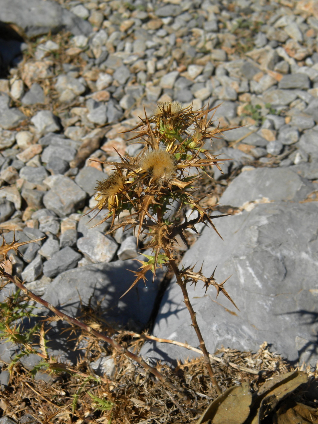 Image of Carlina graeca specimen.