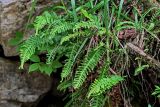 Polypodium vulgare. Спороносящие растения в сообществе с Asplenium trichomanes и Poaceae. Грузия, Имеретия, окр. водопада Кинчха, каменистый склон. 15.06.2023.