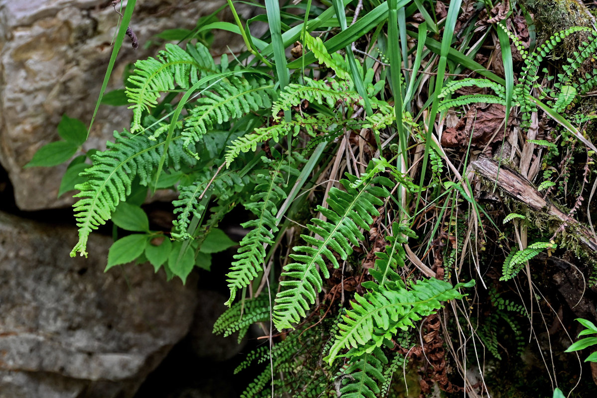 Изображение особи Polypodium vulgare.