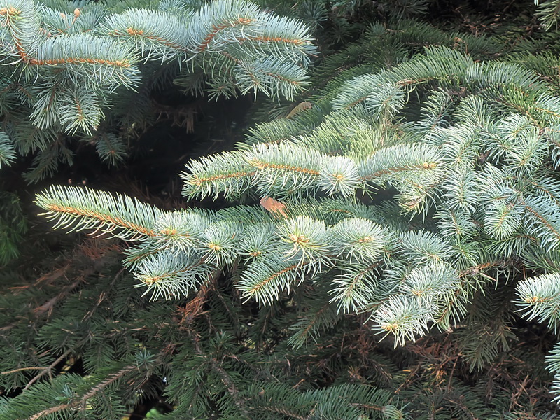 Image of Picea pungens f. glauca specimen.