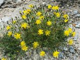 Youngia tenuifolia