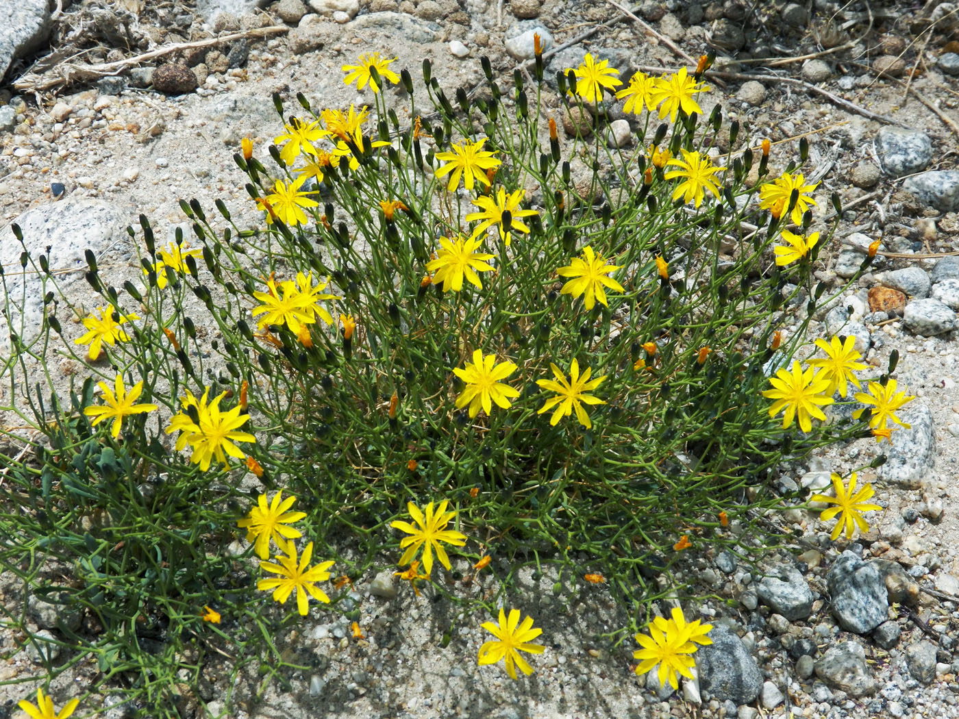 Image of Youngia tenuifolia specimen.