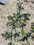 Zygophyllum obliquum