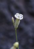 Silene linearifolia. Цветок. Чечня, Шаройский р-н, бассейн р. Цесиахк, нижняя часть долины левого притока, правый борт долины, на сланцевой скале. 10 августа 2023 г.