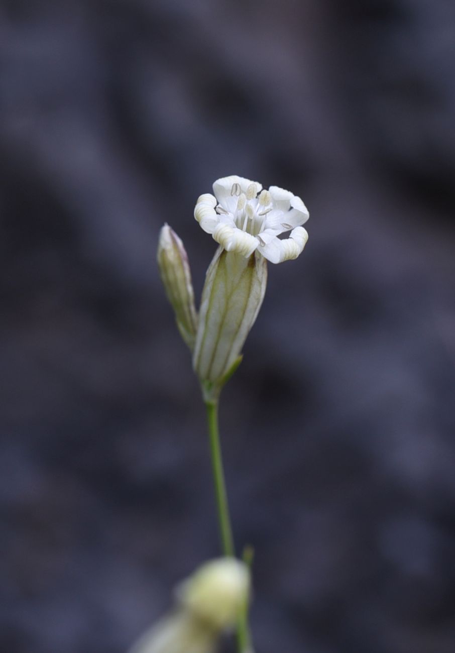 Изображение особи Silene linearifolia.