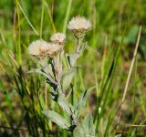 Aster amellus. Верхушка растения с соплодиями. Пермский край, Кунгурский р-н, Комсомольское сельское поселение, окр. дер. Комарово, разнотравно-злаковый луг на склоне Шлюпинского Камня. 13 августа.