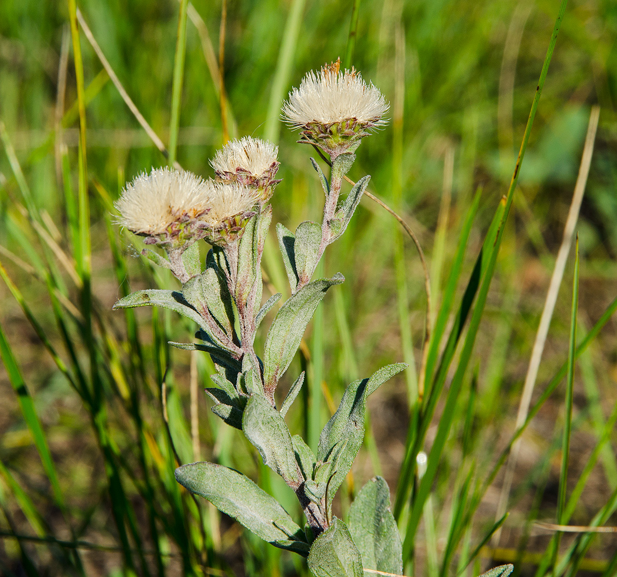 Image of Aster amellus specimen.