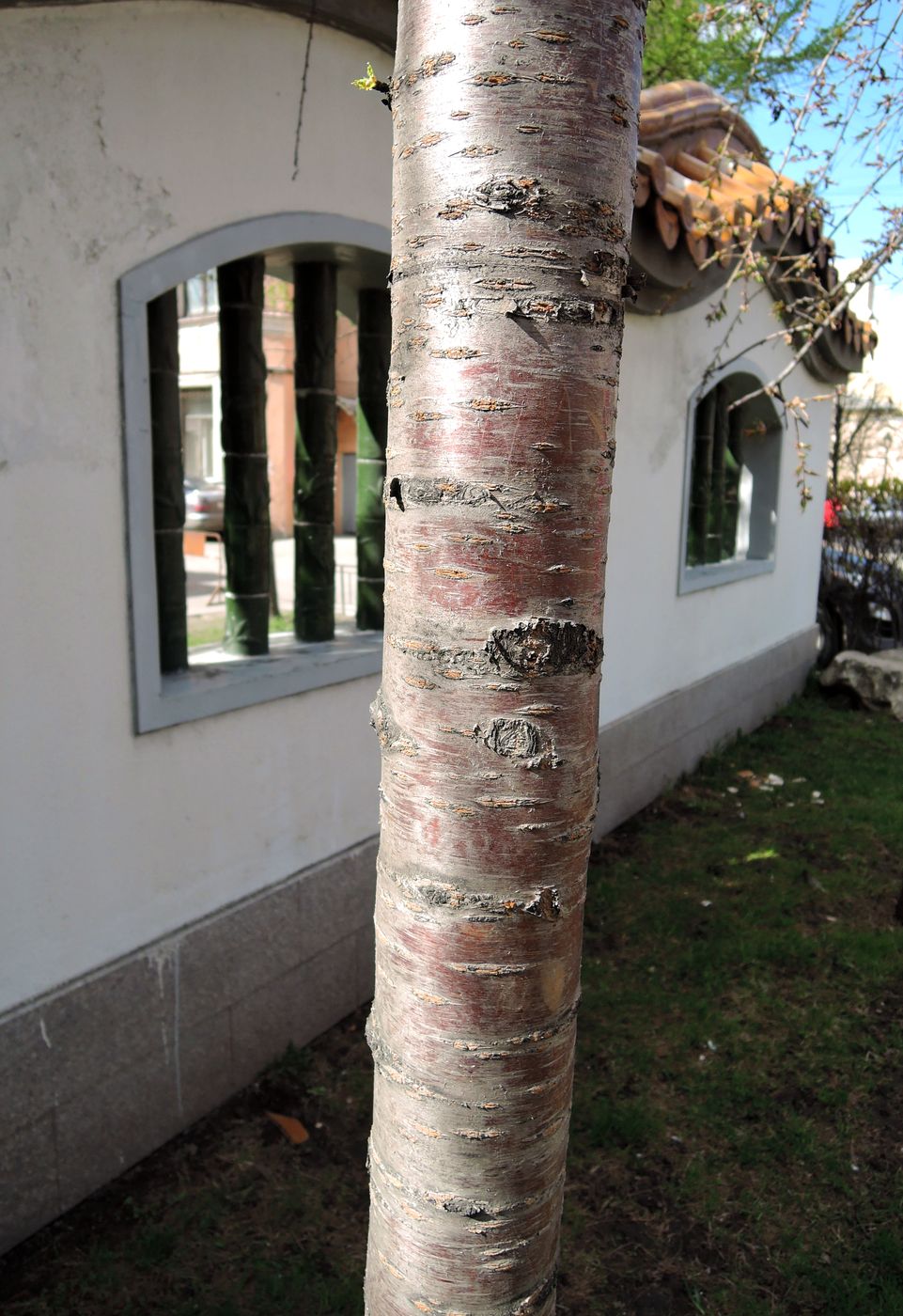 Image of Prunus serrulata specimen.