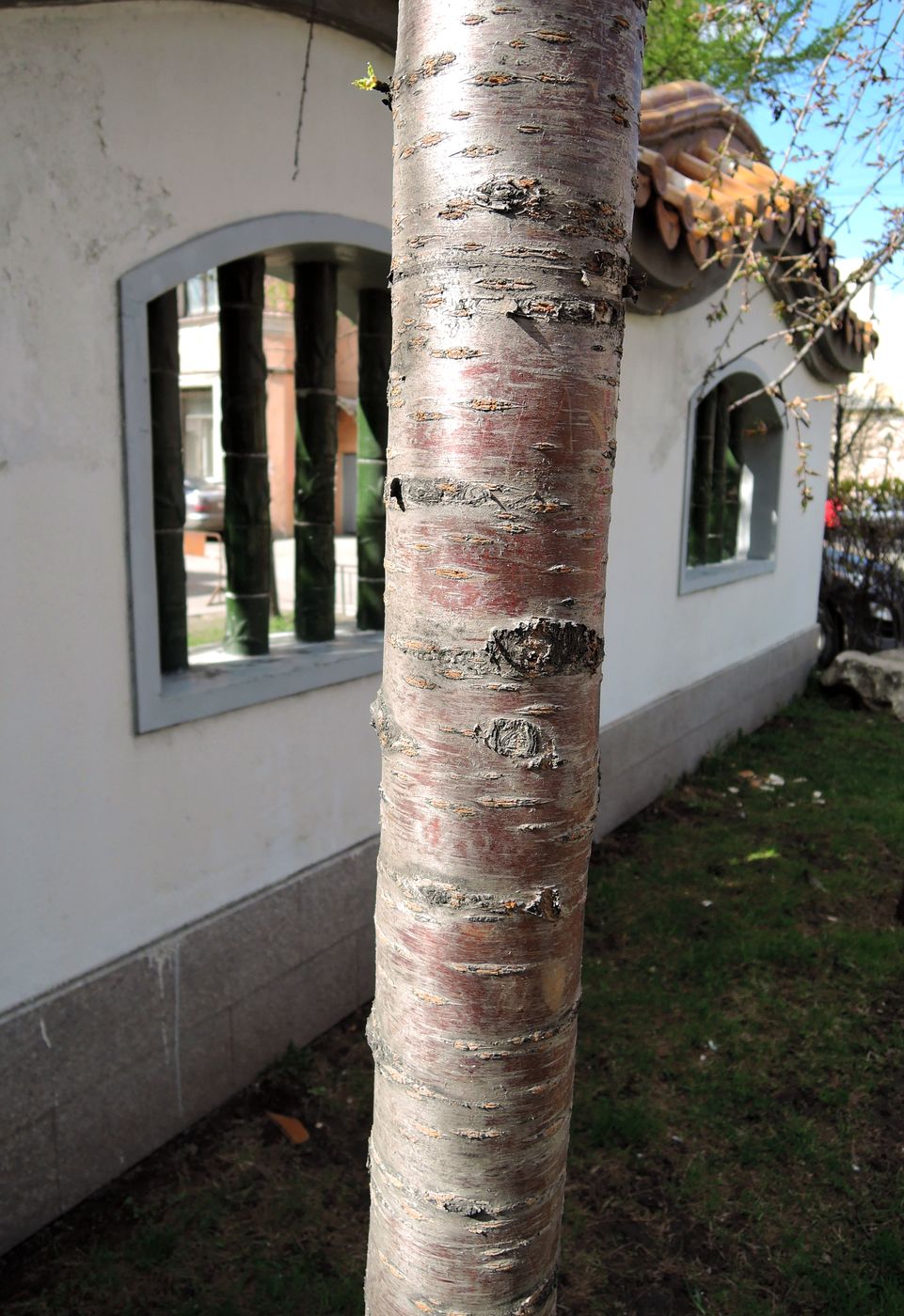 Изображение особи Prunus serrulata.