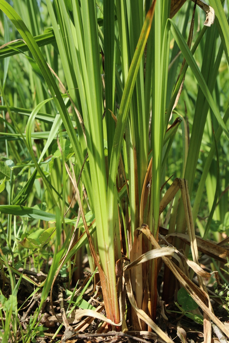 Изображение особи Carex acuta.