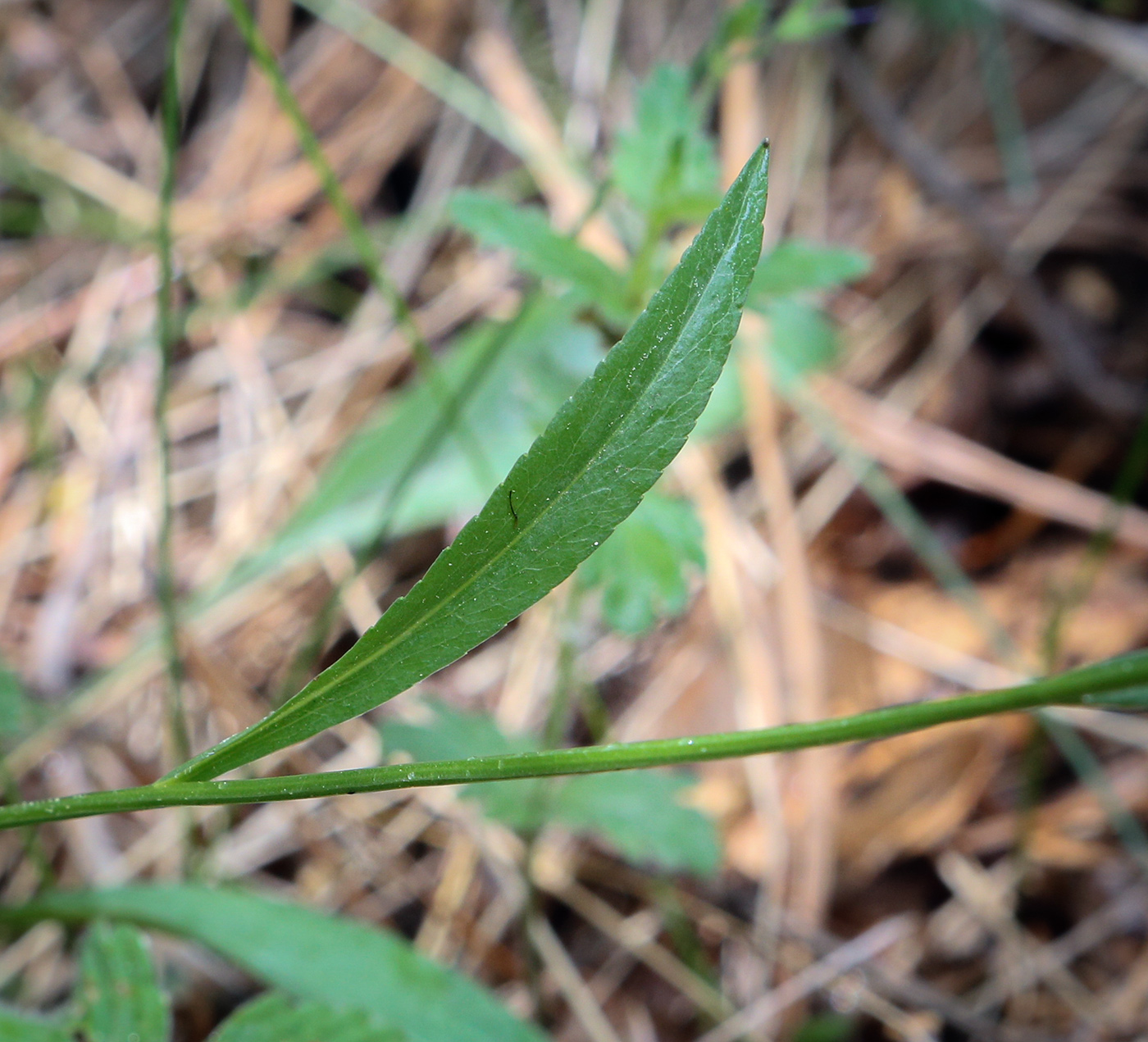 Image of Campanula wolgensis specimen.