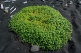 Honckenya subspecies major