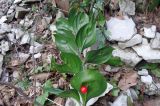 Ruscus colchicus