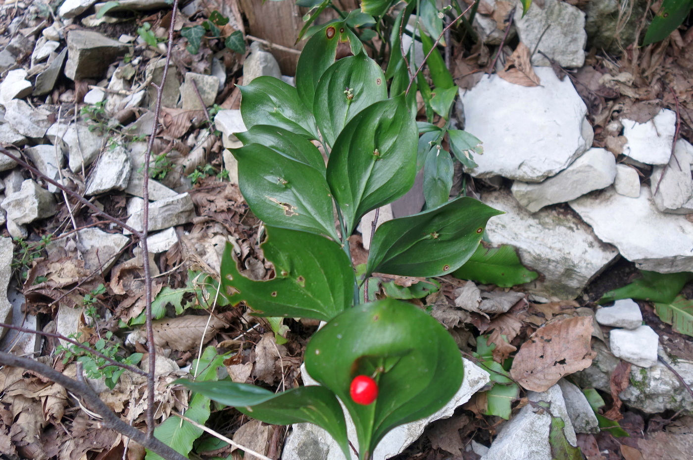 Image of Ruscus colchicus specimen.