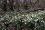 Galanthus plicatus. Цветущие растения. Крым, Севастополь, окр. Балаклавы, смешанный лиственный лес. 23.02.2024.