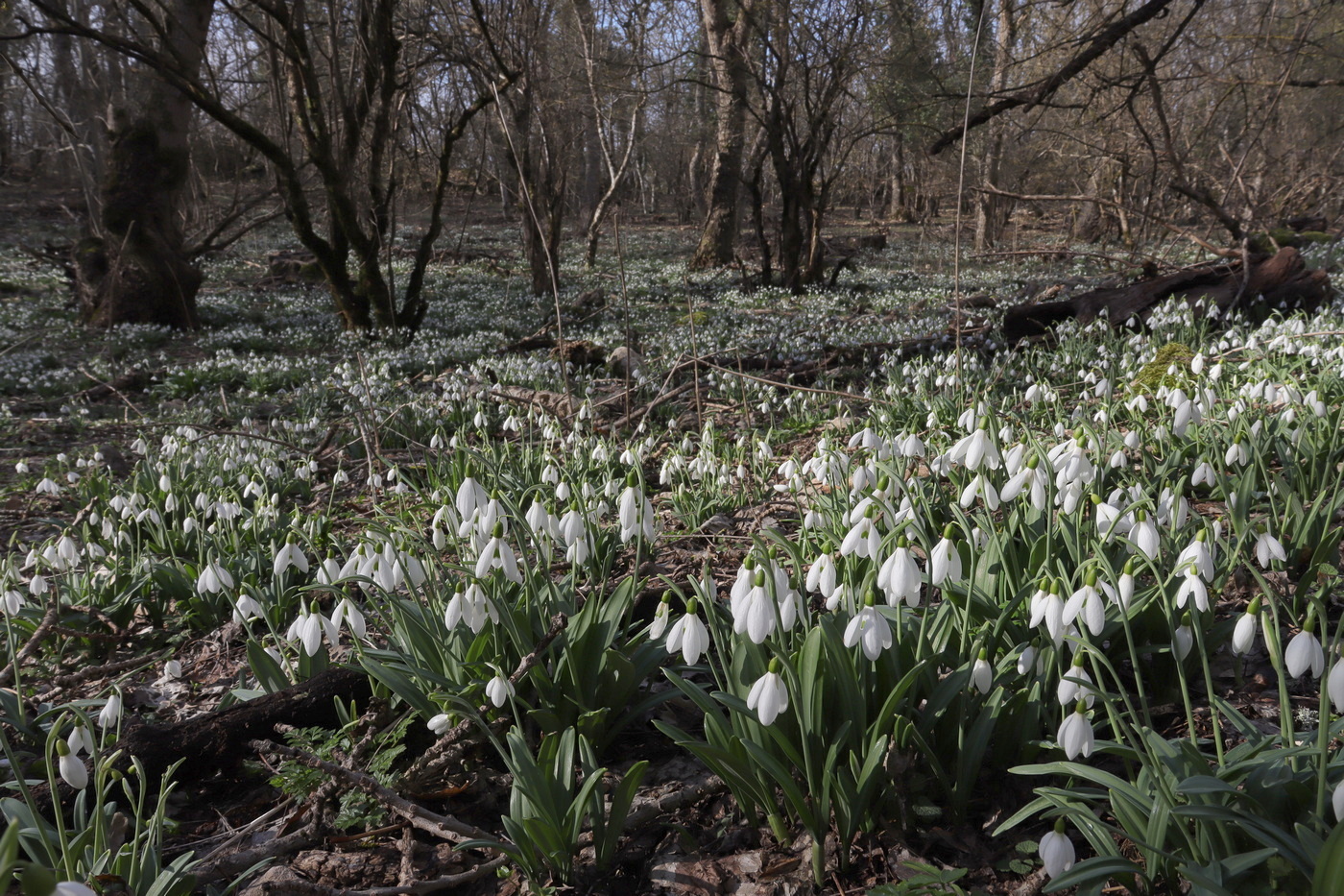 Изображение особи Galanthus plicatus.