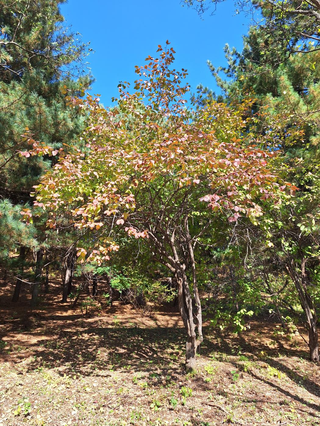 Image of Viburnum prunifolium specimen.