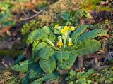 Primula veris