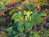 Primula veris. Цветущее растение. Краснодар, парк \"Краснодар\", Японский сад, в культуре. 01.01.2024.