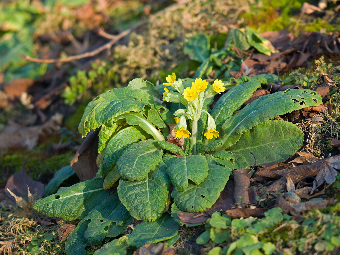 Image of Primula veris specimen.