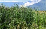 Typha angustifolia