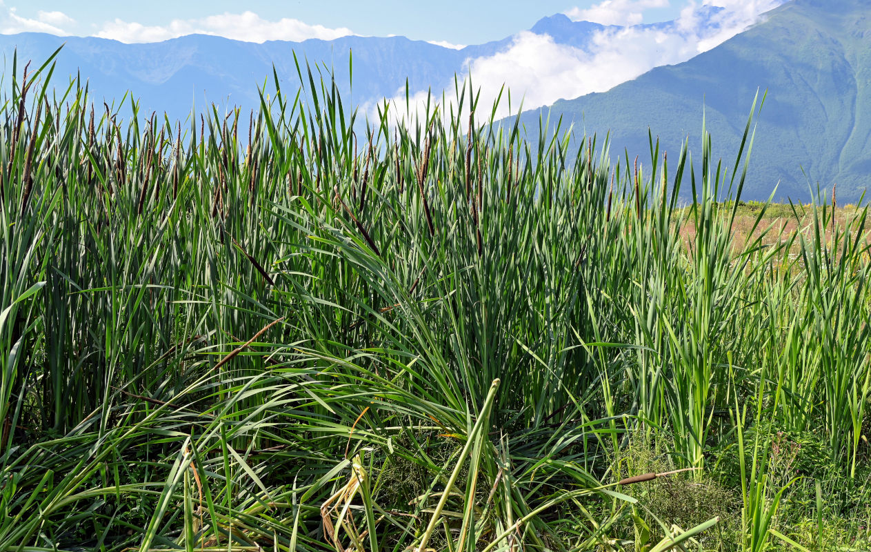 Изображение особи Typha angustifolia.
