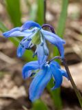 Scilla siberica