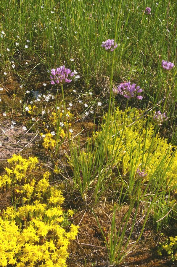 Изображение особи Allium angulosum.
