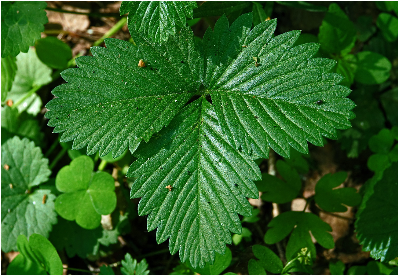Image of Fragaria vesca specimen.