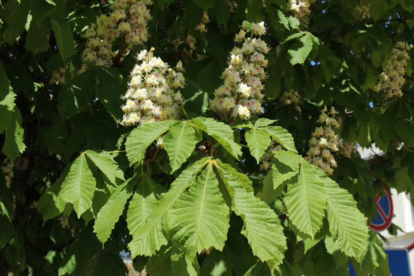 Изображение особи Aesculus hippocastanum.
