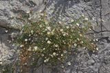 Erigeron karvinskianus. Цветущие и плодоносящие растения. Крым, г. Ялта, русло р. Учан-Су, на стене. 07.07.2024.