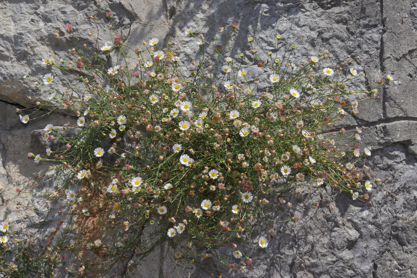 Image of Erigeron karvinskianus specimen.