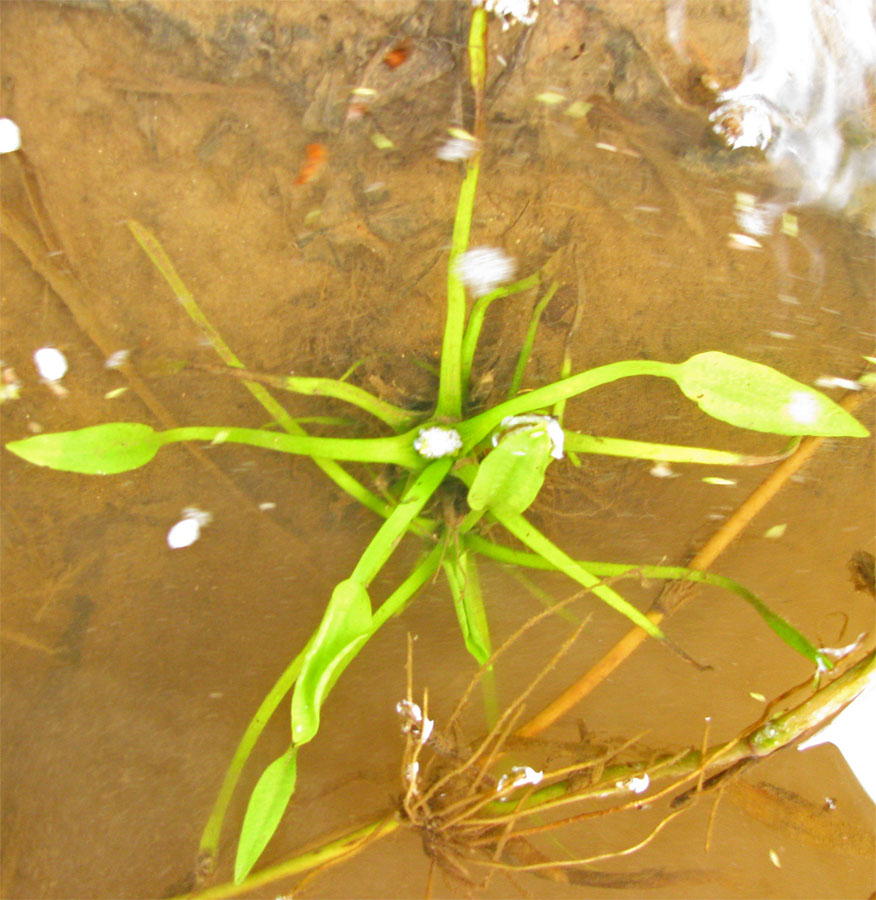 Image of Alisma plantago-aquatica specimen.