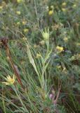 Tragopogon dubius ssp. major